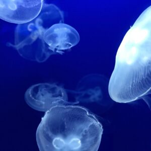 Return to Embryo Flow with Continuum