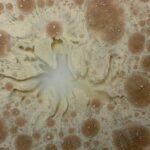 Return to Rootedness: A Continuum Exploration