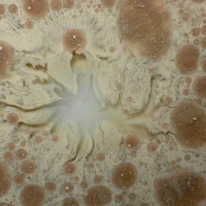 Return to Rootedness: A Continuum Exploration