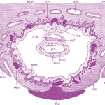 Embodying Primordial Balance: Exploring Embryo Sacs with Continuum