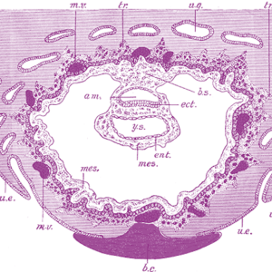 Embodying Primordial Balance: Exploring Embryo Sacs with Continuum